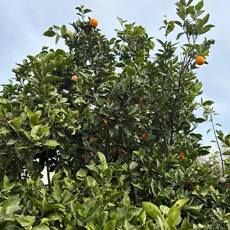 Βίλα Henry Πλάγια Ντε Πάλμα